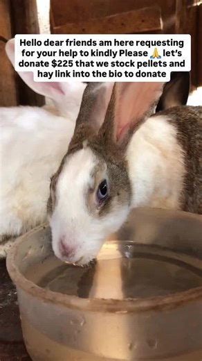 Bunny rescue (@bunny_rescue)’s videos with original sound - Bunny rescue