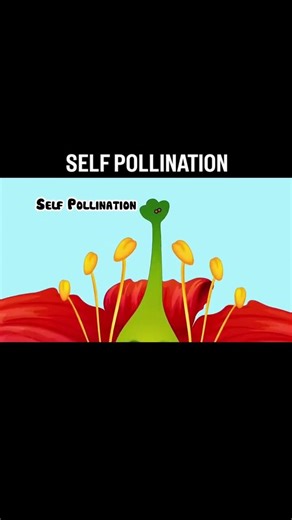 self pollination #biology #education #science #learning #animation