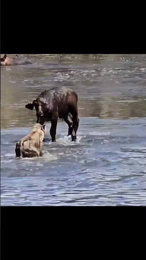 Baby Buffalo Not Save From Hyena By info fact News