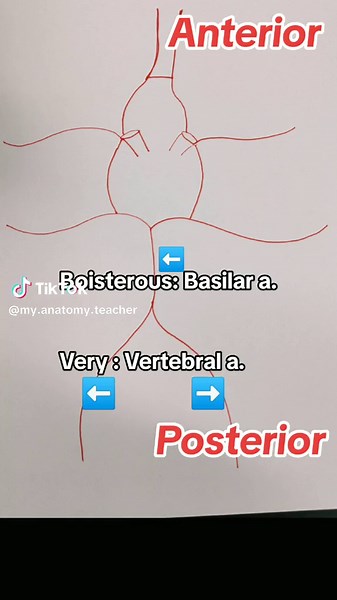 Circle of Willis Arteries Mnemonic for Anatomy Students