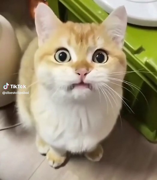 Exploding Cat Memes in Cars Compilation