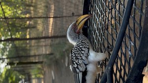 11K views · 90 reactions | The braai cleaners at Letaba Camp are very serious about delivering excellent customer service  #kruger #krugernationalpark #letaba #letabarestcamp #camp #camping #campinglife #braai #hornbill #yellow #bird #birdlife #BirdLifeSouthAfrica #birdlifesa #zazu #fypシviralシ2024 #fypシ゚viralシ #fypシ゚ #safari #fyp #southafrica | Esther Boshoff | Facebook