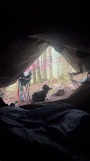 Cumpleaños en el Bosque con Mi Border Collie