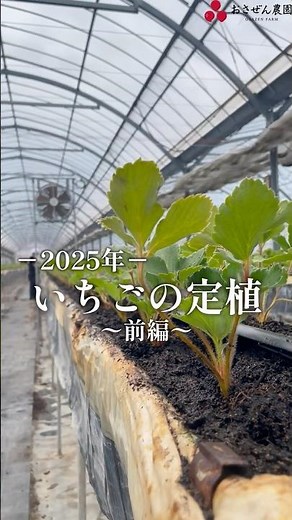 【いちご栽培】2025年定植はじめました！