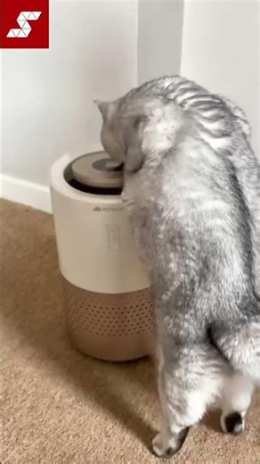 When pet hair takes over.. who you gonna call? 🤔👀 #petsnowy #singaporepets #airpurifier