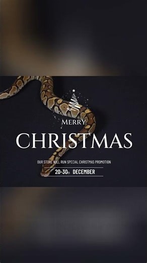 Merry Christmas! Snake Reveal & Subscribe! 🐍🎄