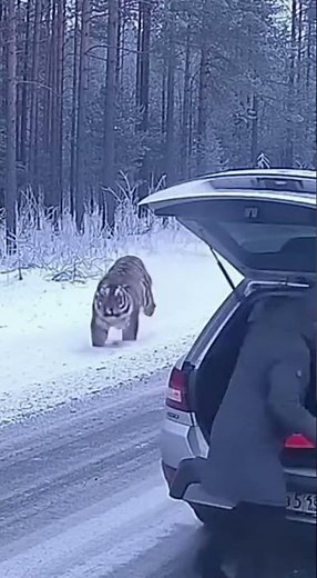 Siberian Tiger Attacks Man in Snowy Forest ❄️🐅 | आदमी पर टाइगर हमला | 시베리아 호랑이 공격 | 西伯利亚虎攻击