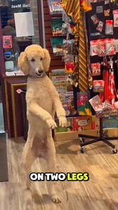 84K views · 4.8K reactions | Dog Walking on Two Legs Surprises Those Who See It  | Millions Moments | Facebook