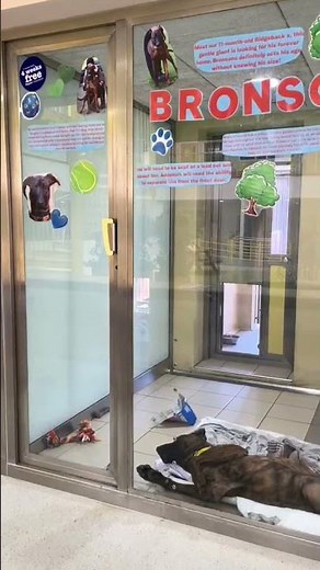 Come and visit our dogs! | Dogs Trust