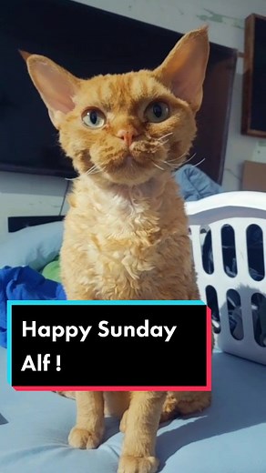 Happy Sunday! From ALF🧡