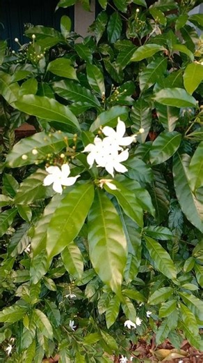 Tanaman Hias Bunga Melati