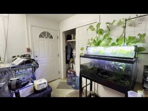 Loach Tank Upgrade! (How to safely move your Fish to a new tank!)