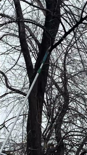 Cutting High Branches with a Giant Pole Saw 🌳🪚