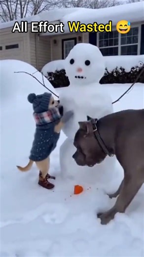 Dog all effort wasted