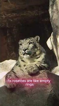 Most People Confuse These Big Cats… Here’s the Tru