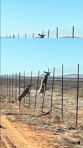 Deer Jumps the Fence and Gets Stuck -Amazing Moment in Nature! #Deer #Wildlife #Deer#otaku