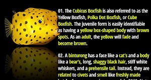 Bizarre Beings: 15 Weird Creatures from Around the Globe - Fact Republic