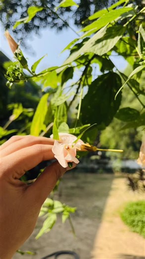 𝙉𝙖𝙣𝙘𝙮 ✨ on Instagram: "Here’s how you can do it 💌 . how to do animated instagram collage video :- 1. Go to your profile. 2. Click on the + symbol on the top right of the screen. 3. Click on the story. 4. Choose (collage) from the top carousel, other option you will see are (Templates) and music 5. Then, you will be asked to choose up to 20 6. Once your collage is done, download your story and choose your favourite song and done, you are ready with you collage enjoy... 🫶 #instagramreels #ɴ