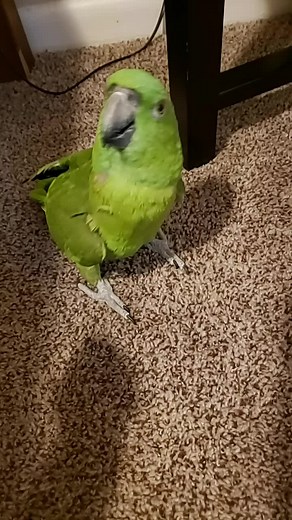 Helen Mobayed on TikTok