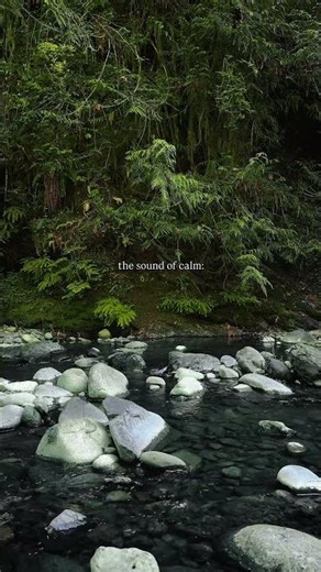Let the forest relax you 🌲🌿