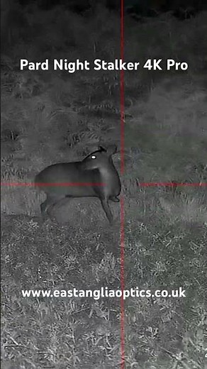 Muntjac 🦌 Pard Night Stalker Pro Night Vision Rifle Scope