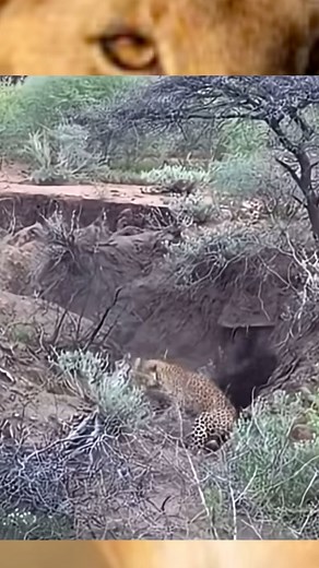 131K views · 1K reactions | Predator encounter. #explorepage #viralvideo #everyoneactive | Officialbillionzskits | Facebook