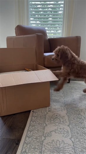 With Petmate, every day feels like Christmas. 🎁🐾 🎥: @cutiecolbyjack | Petmate Pet Products
