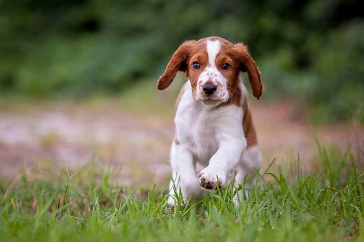 Preparing Your Dog for Spring