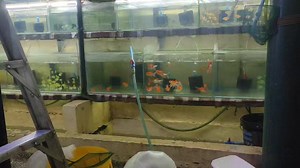 New arrival 10/9/23 For order cod transport For the safe handling of transport for your fish,and accesories, just click the link in the comment section.. For Rider availability in Metro Manila only | All about pets | Facebook