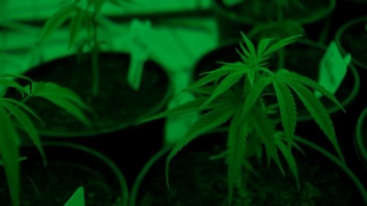 'I want it to be legalized': Marijuana industry getting creative as Texas laws continue to change