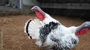 Close up of two turkeys on a farm walking around the pen eating feed. Festive traditional birds for Thanksgiving. Feeding domestic farm birds. Agricultural landscape, ranch.