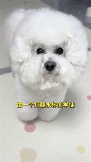 Extraordinary Dog's Urine Control Challenge: Watch This Tiny Martial Artist Win