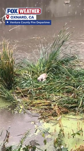 366K views · 20K reactions | FLOODWATER RESCUE: One small pup is now safe and sound after firefighters saved her from a flooded channel in Southern California. https://www.foxweather.com/lifestyle/california-dog-rescued-floodwater | FOX Weather | Facebook