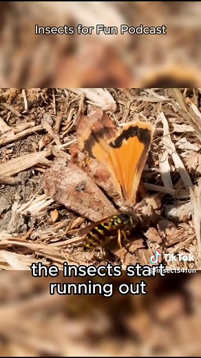 Yellow Jacket Wasps: Aggressive Insect Facts