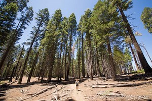 General Grant Trail & Grove: Exploring the Nations Christmas Tree in Kings Canyon National Park - California Through My Lens