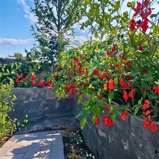 50 Ghost Pepper Seeds – Over 1,000,000 SHU – Non-gmo Heirloom Chili - Etsy