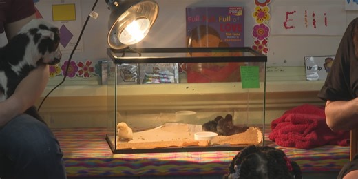 MSU Extension Service’s ‘Poultry Hatch-Out’ brings baby chicks to students