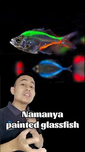 This is a new fish that has been injected with dye, it's called painted glass fish #ornamentalfis...