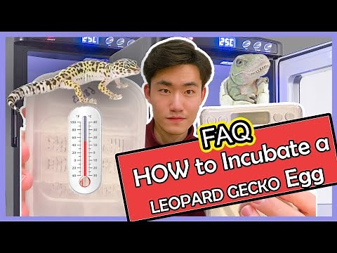 LEOPARD GECKO EGG INCUBATION GUIDE