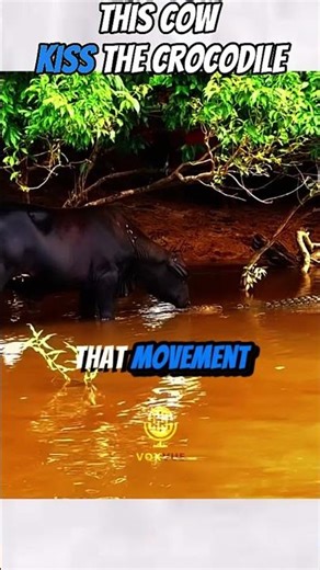 This Cow Kissed a Crocodile by Mistake 😱 | Shocking Animal Moment #animals #shortsfeed #shorts