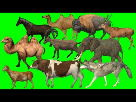 Wild forest crazy green screen animal Crossover 3D animals | Animals stampede green screen