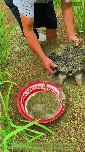 Reisacker wird zum Fischteich: Wie Bauern mit Wasserlinsen ihre Ernte verdoppeln