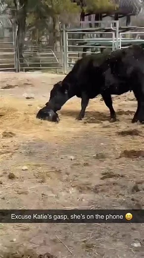 Cow and Calf Bonding Moments on a Mini Farm