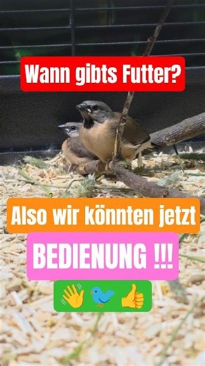 🐦🤩 Wann gibts Futter? 👋 Die Spitzschwanzamadinen rufen ihre Eltern. #longtailfinch