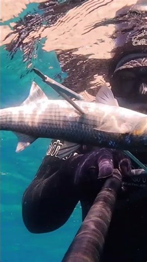 Βραχωμένος κέφαλος Grey mullet in the rocks #spearfishing #fishing #fishingvideo #fish