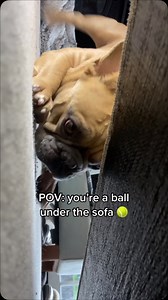 If I scream at it, will it come out? 😅 Follow @tj.the.frenchie for more funny dog content . . . . #Frenchie #FrenchBulldogs #FrenchBulldog #FrenchieLove #FrenchieLife #FrenchieNation #FrenchiesOfInstagram #dogmeme #FrenchBulldogLove #FrenchieGram #doglife #FrenchieObsessed #dogmemes #cutedogs #funnydog #FrenchieAddict #FrenchiesAreTheBest #FrenchieCuteness #FrenchieNationUnite #FrenchieFun #FrenchieLovers #FrenchBulldogsofIG #funnydogs #dogsofinstagram #FrenchieWorldWide #FrenchieVibes #dog | T