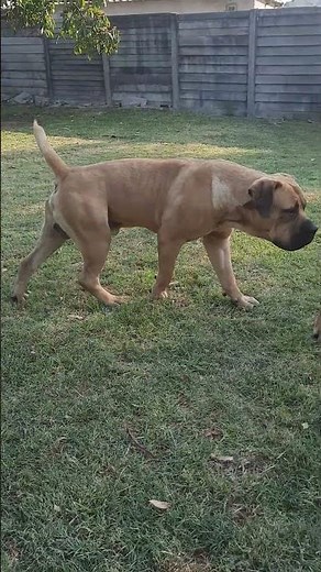 Real Boerboels - Adolescent's Hilarious Attempt to Woo a Reluctant Female | Funny Dog Mating Ritual