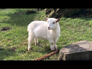 Six pint-sized pygmy goats join the Hullabazoo farm at Whipsnade Zoo