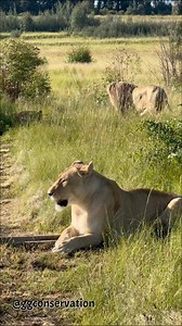 431K views · 7.6K reactions | In lion language this means ‘kindly go away’  | GG Conservation Glen Garriff | Facebook