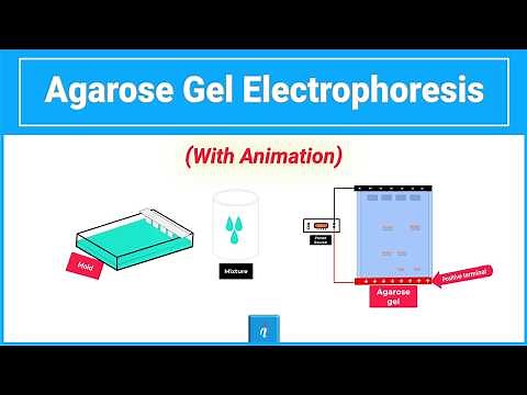 Agarose gel electrophoresis (Animation)